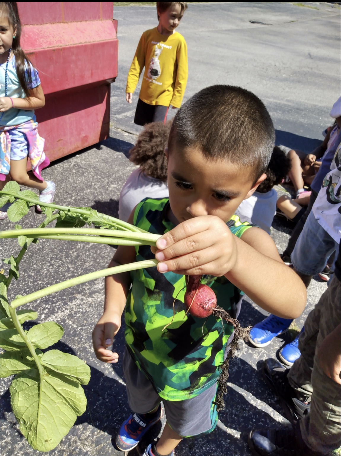 A child examining a freshly picked radish and its roots