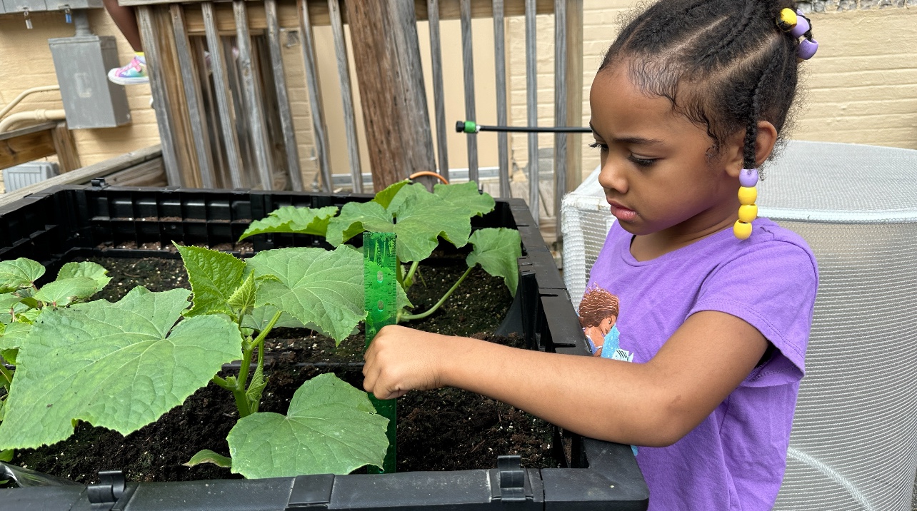 A child measuring a plant with a green ruler